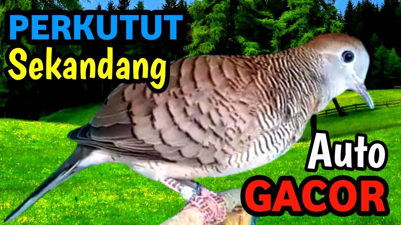 Masteran Perkutut Anti Stres – Natural Water Stream & Forest Ambience