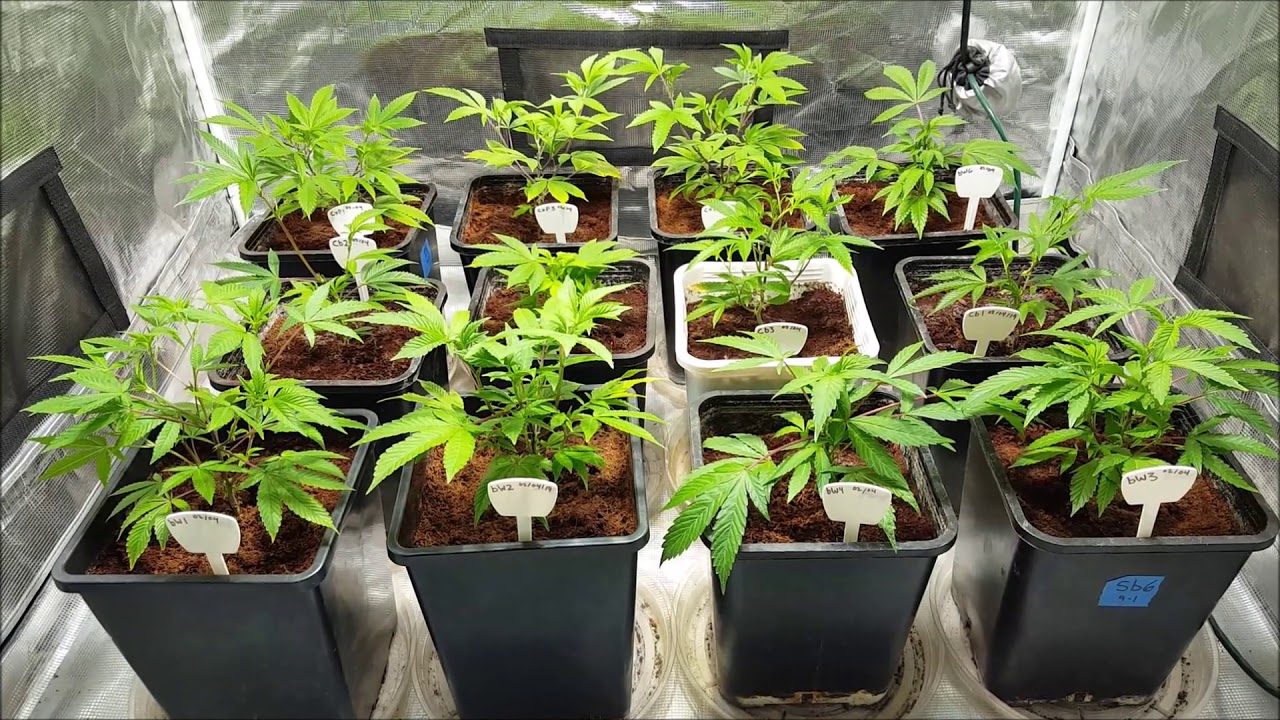 Brandy Wine , Cake Bomb , Chem 4 x Platinum - part 5