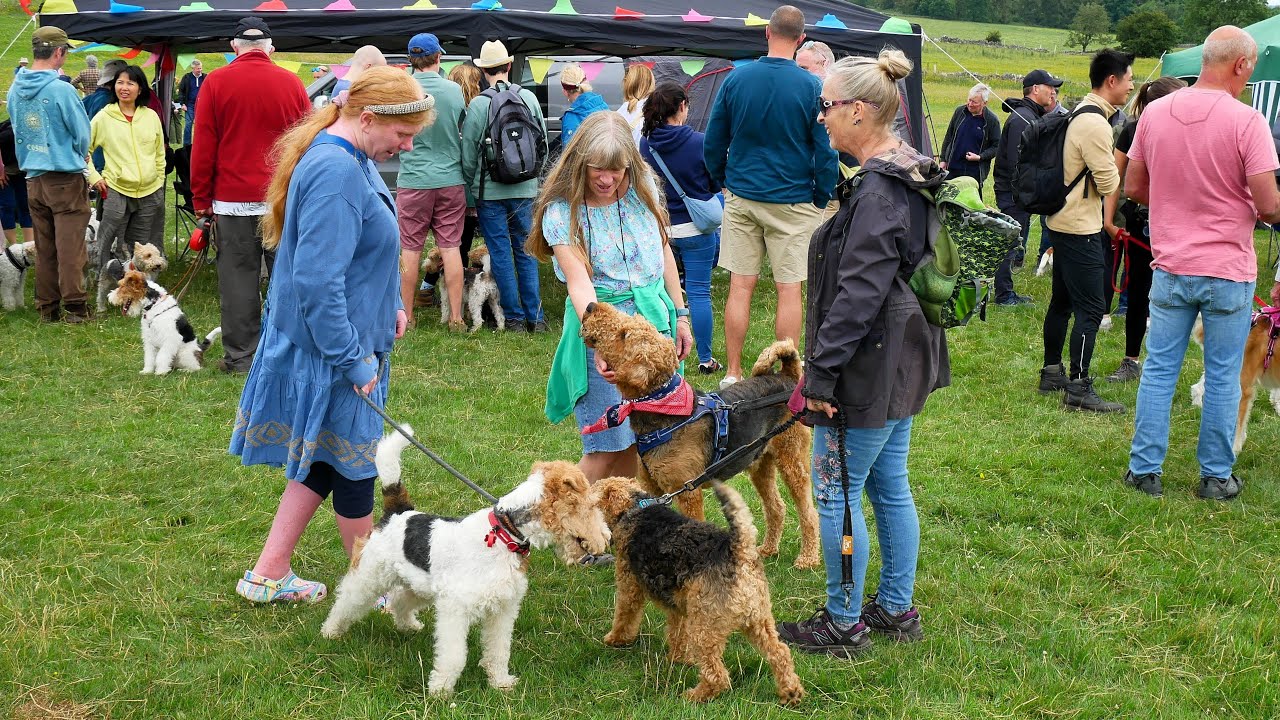 7th National Fox Terrier Meet, June 29th 2024, in Derbyshire, UK: Great dogs, great people.