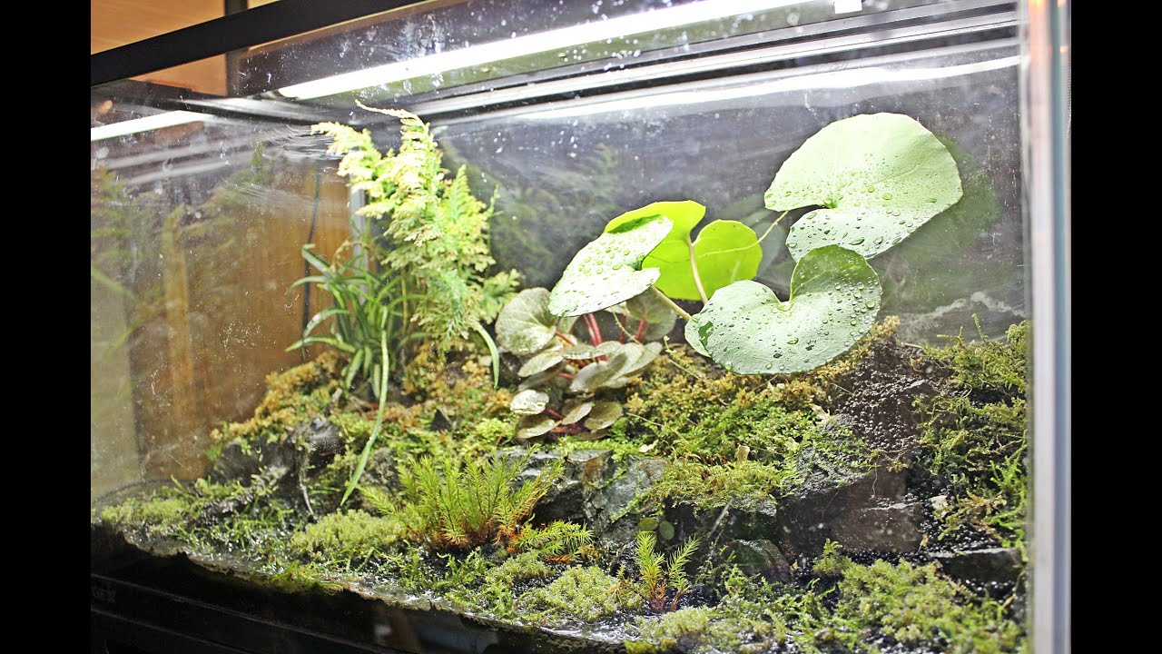 Vivarium/Paludarium w Triturus Marmoratus (Marbled Newt)[HD]