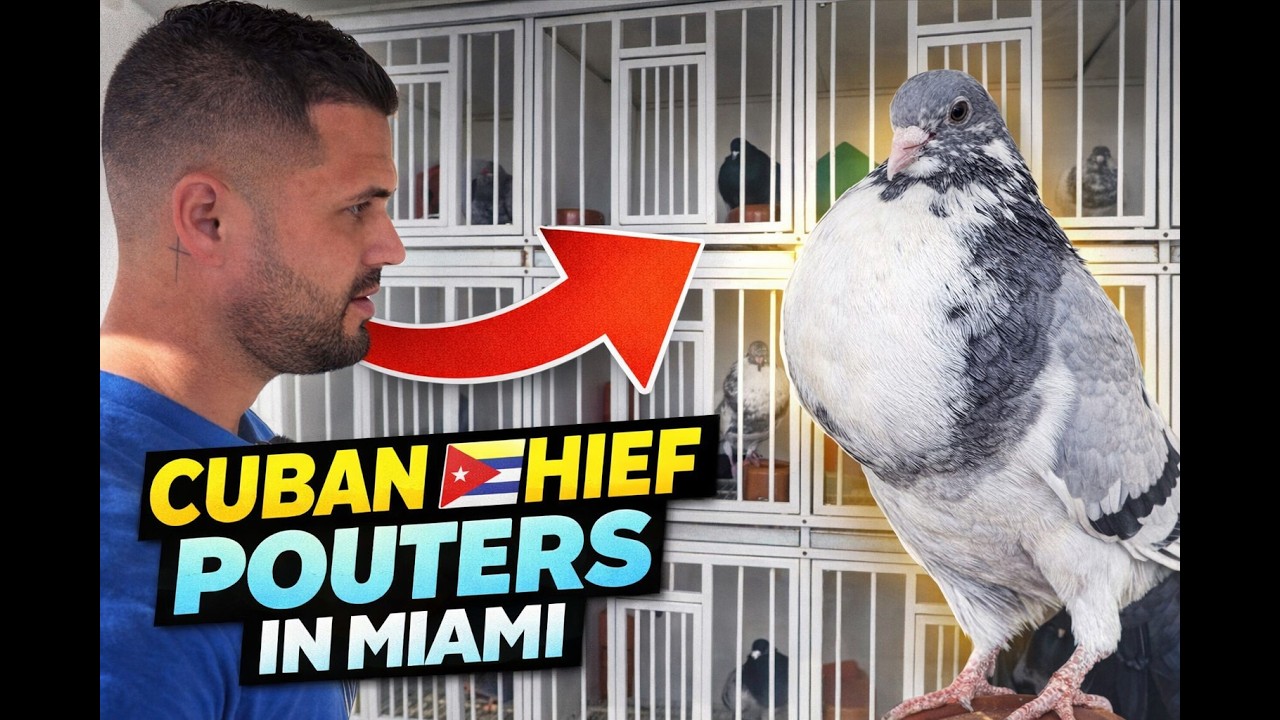 За кулисами лофта Thief Pouter в Майами &mdash; тур команды Ancla 2025