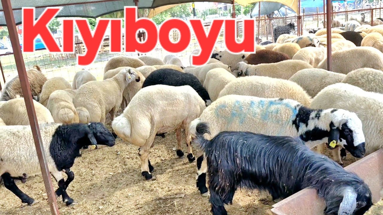 2025 ADANA SEYHAN  KIYIBOYU HAYVAN PAZARI #keşfet #koyun #keçi #adana #2025 #kurbanlıkfiyatları