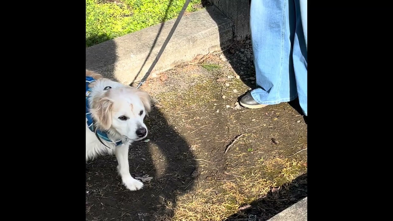 Wheeler Dog Training 
