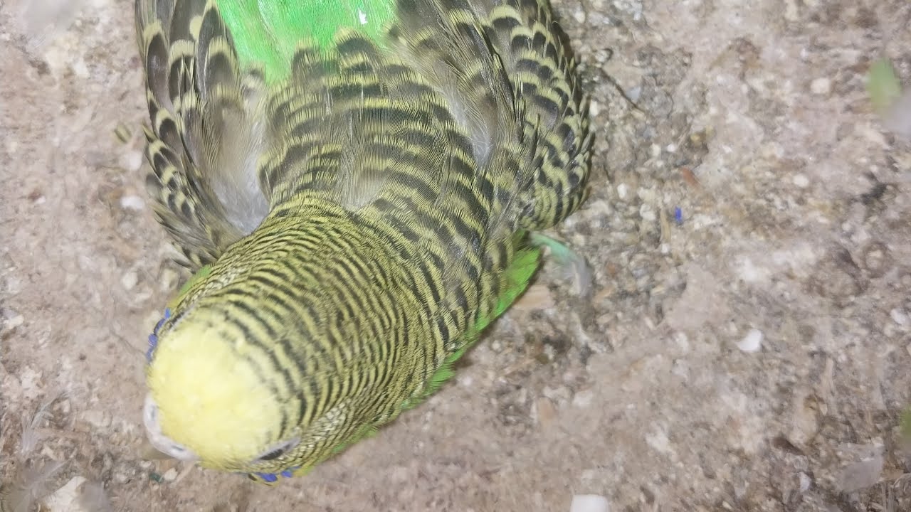 Parrot Baby World  28.02.2026