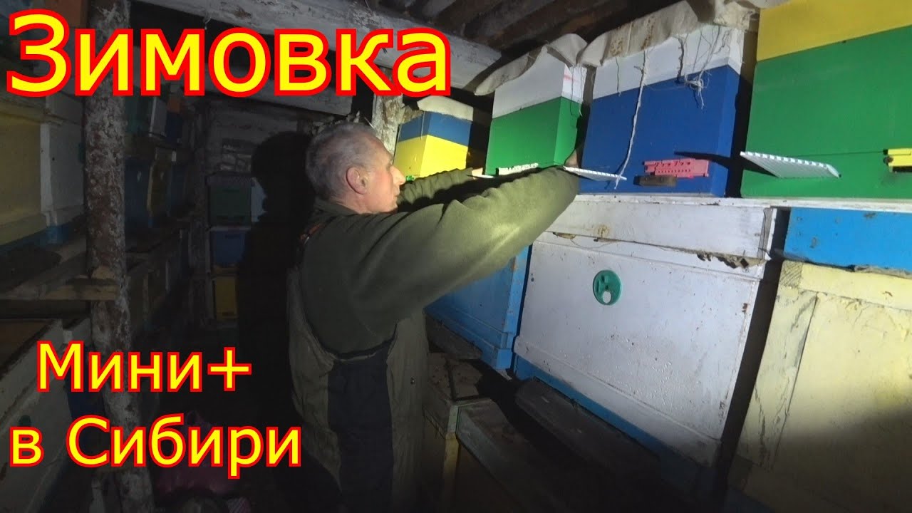 ЗИМОВКА ПЧЁЛ КАРНИКА В СИБИРИ! Даём КАНДИ, НУКЛЕУСЫ МИНИ +