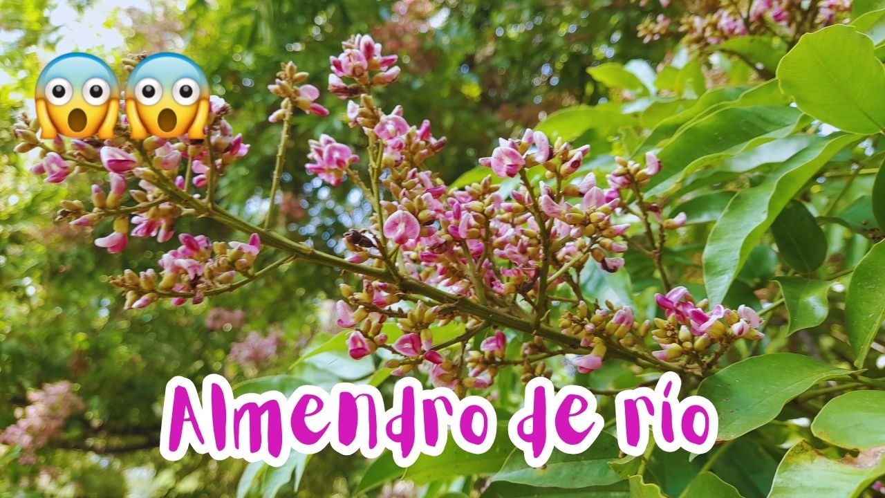 ÁRBOL DE SOMBRA y medicina natural 🌳 PERFECTO PARA tu jardín tropical🌸