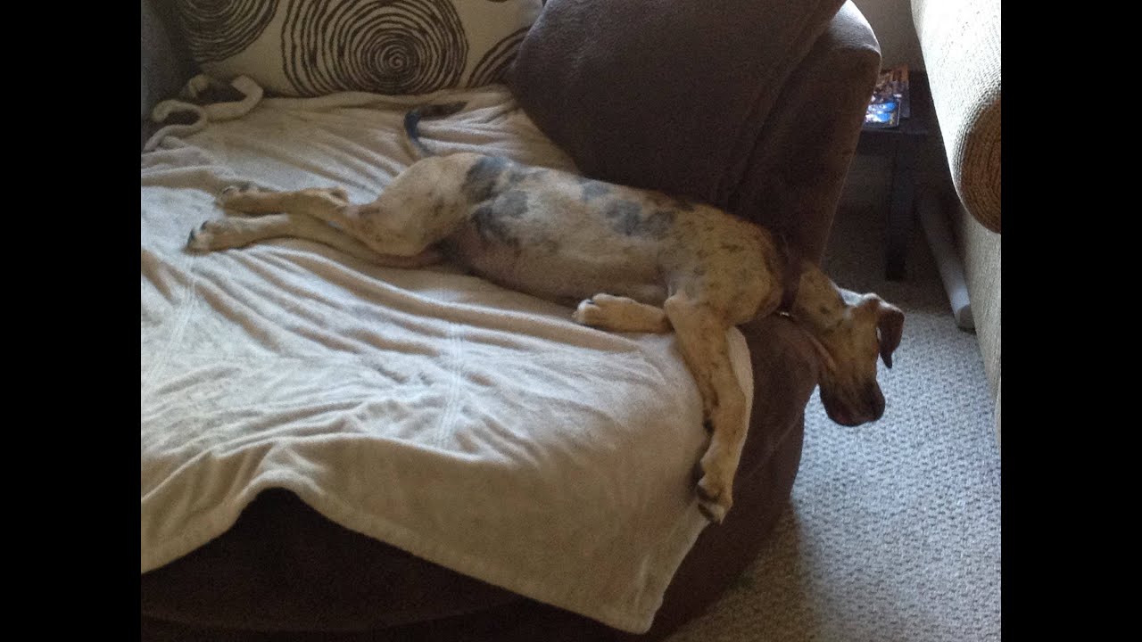 From sleeping Couchahoula to tracking Catahoula