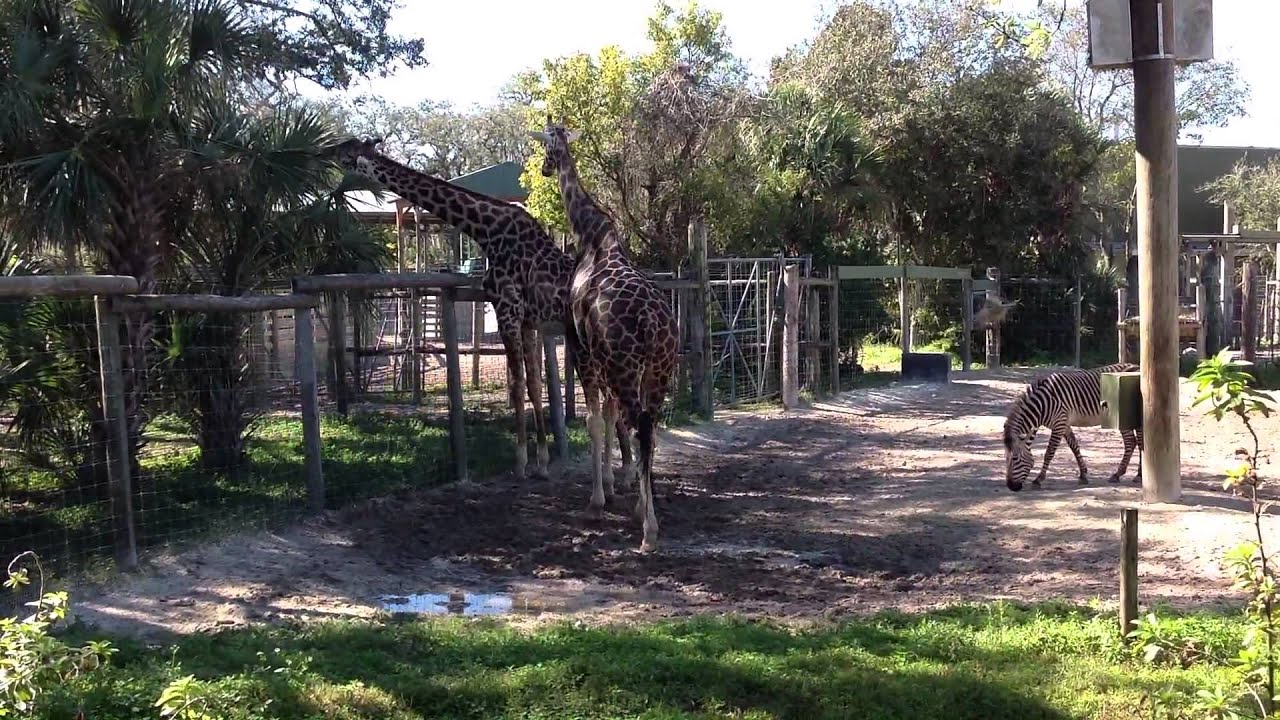 Lowry Park Zoo - Tampa, Florida