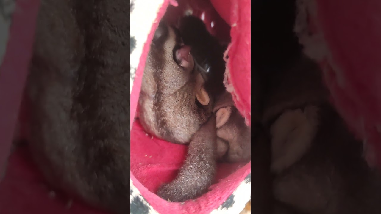 Sugar Glider Classic Grey