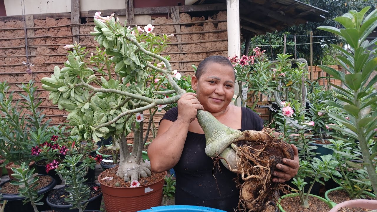 COMO ACABAR COM COCHONILHA DE RAIZ FÁCIL? Mas antes veja o replantio dessas rosas do deserto! ❤️😱🌿