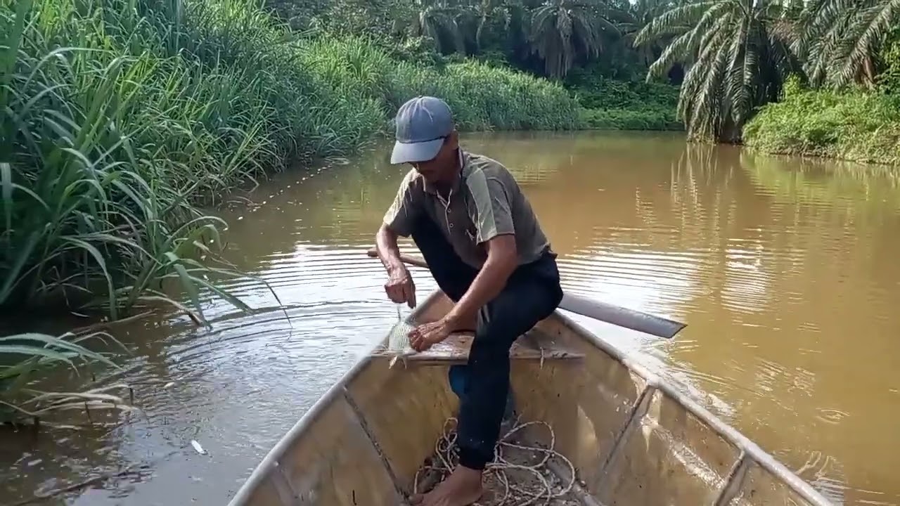 Pasang pukat @ jaring di tepian tebu sungai dan menghalau ikan agar keluar