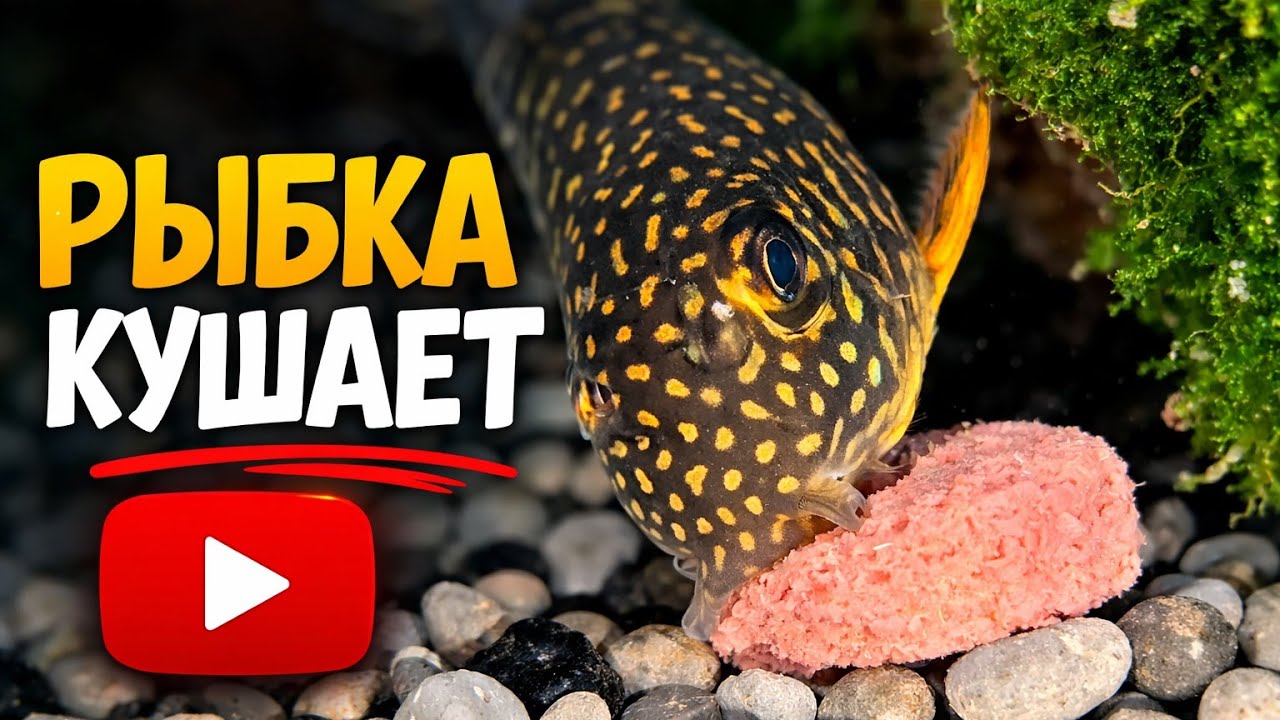 Рыбка кушает 🐟 Кормление аквариумной рыбки | Relax Aquarium