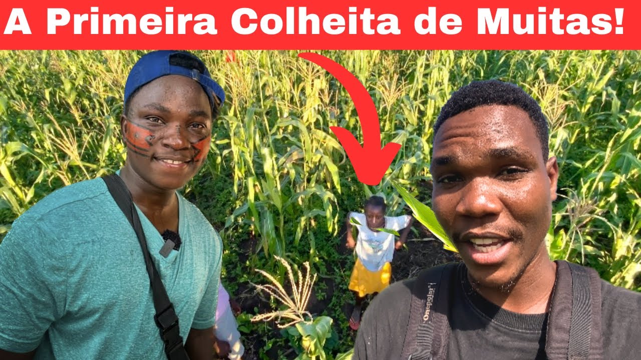 DERAM-ME TERRAS PARA CULTIVAR MILHO! VOU COLHER IGUAL O IRMÃO JOSÉ LINO ? As primeiras colheitas