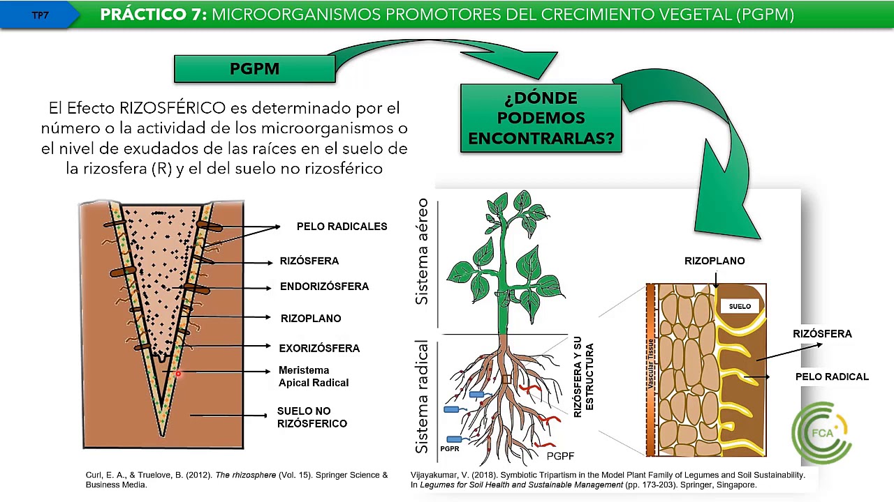 TTPP 7: Microorganimos promotores del crecimiento Vegetal. Biofertilizantes y Biocontroladores (P 1)