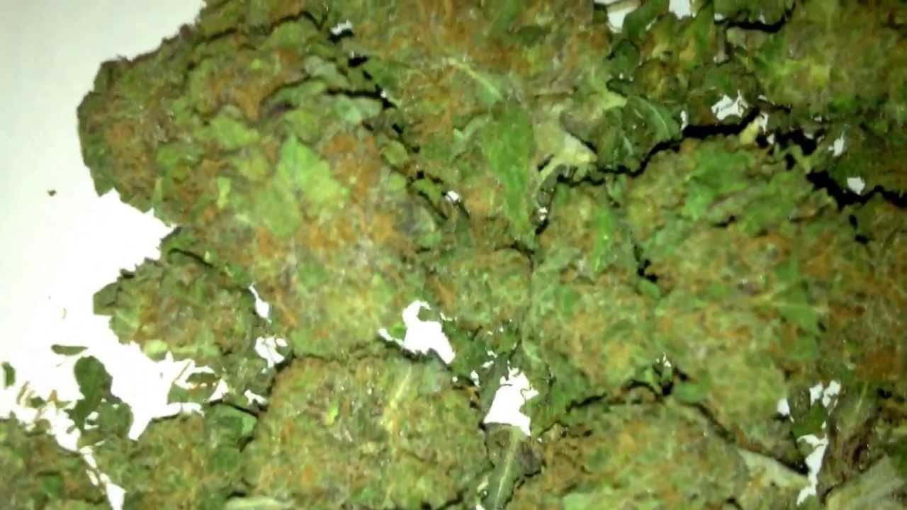 Urkel Kush strain PurpleUrkel X OG Kush Cross