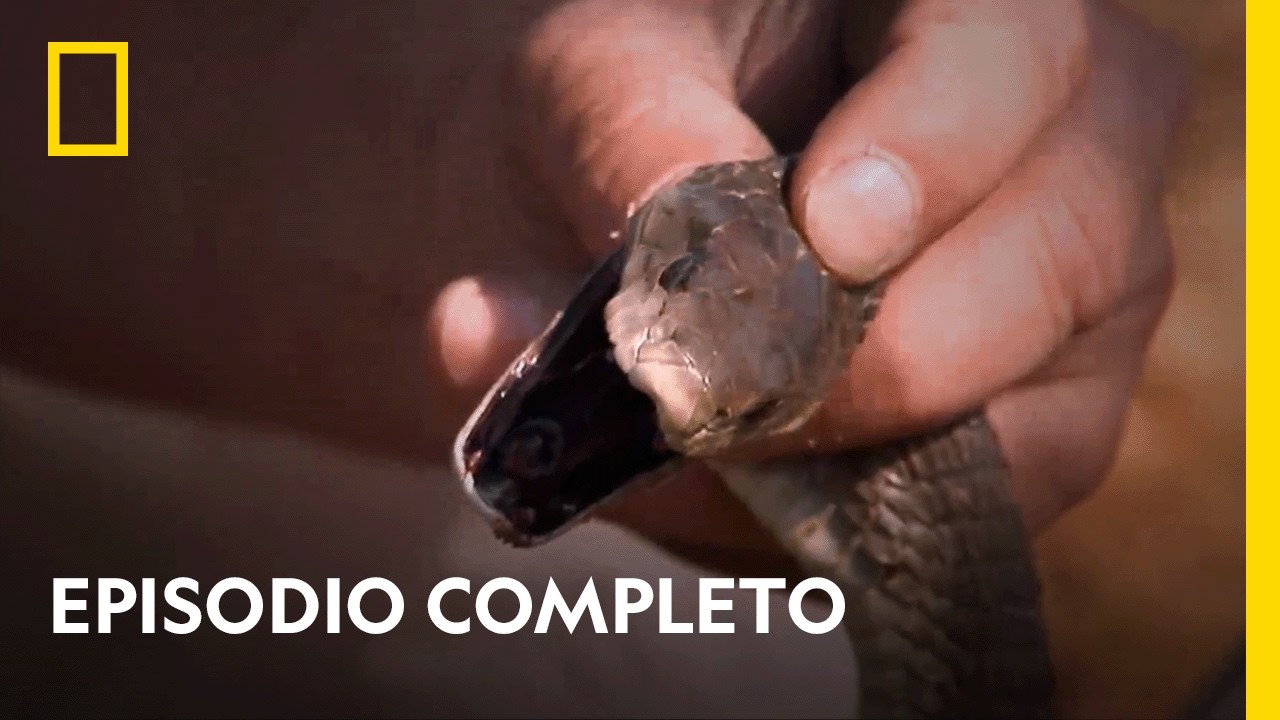 Las serpientes m&aacute;s mort&iacute;feras del mundo 🐍 | ENCUENTROS PELIGROSOS | NATIONAL GEOGRAPHIC ESPA&Ntilde;A