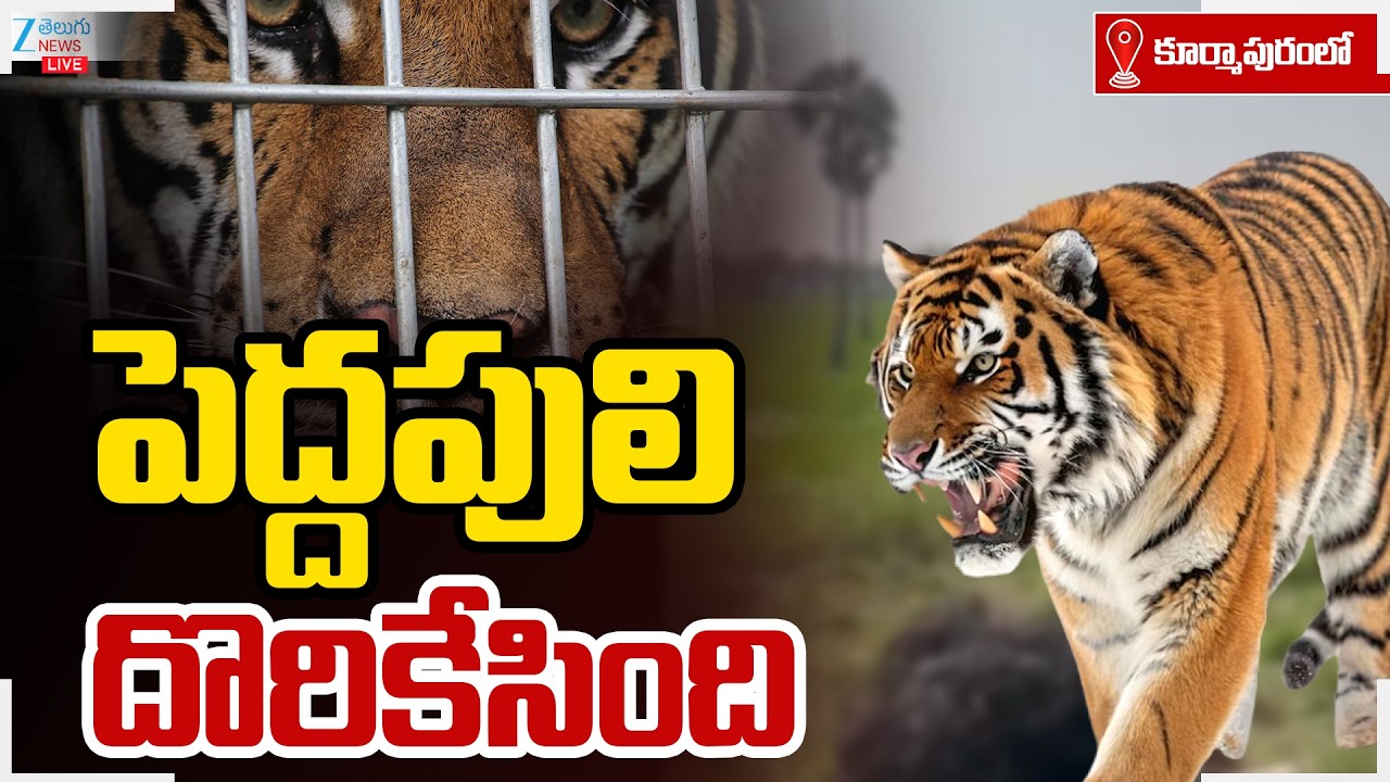 LIVE: Tiger Rescue Operation At Kurmapuram Latest Update | పెద్దపులి దొరికేసింది? | ZEE Telugu News