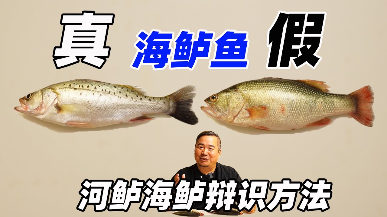 互相冒充的河鲈鱼与海鲈鱼，您会区分辨识吗？吃鱼须知小常识