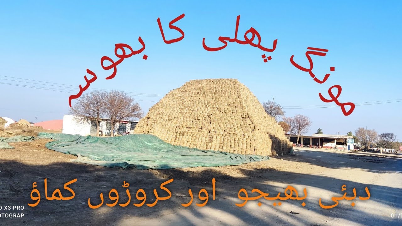 peanut straw/ mong pali ky bhosay(tori) kay setup ka visit 
