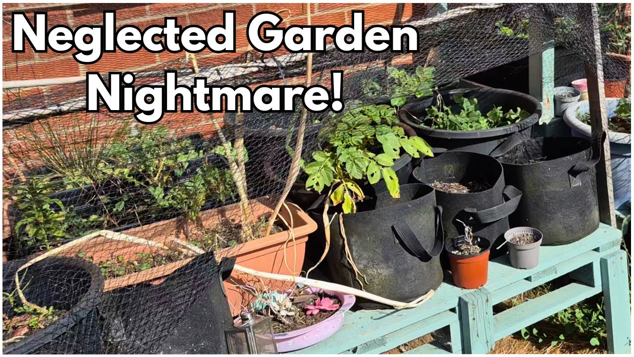 Can I reset my neglected garden?! | Fresh Start for Winter Crops