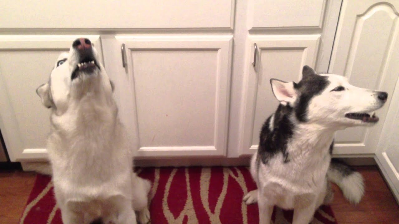 Siberian Husky sings Happy Birthday