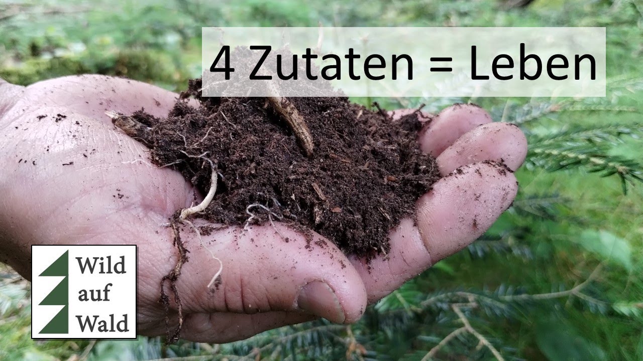 🌲Waldboden ist LEBEN! Diese 4 Bestandteile solltest du kennen. #wildaufwald