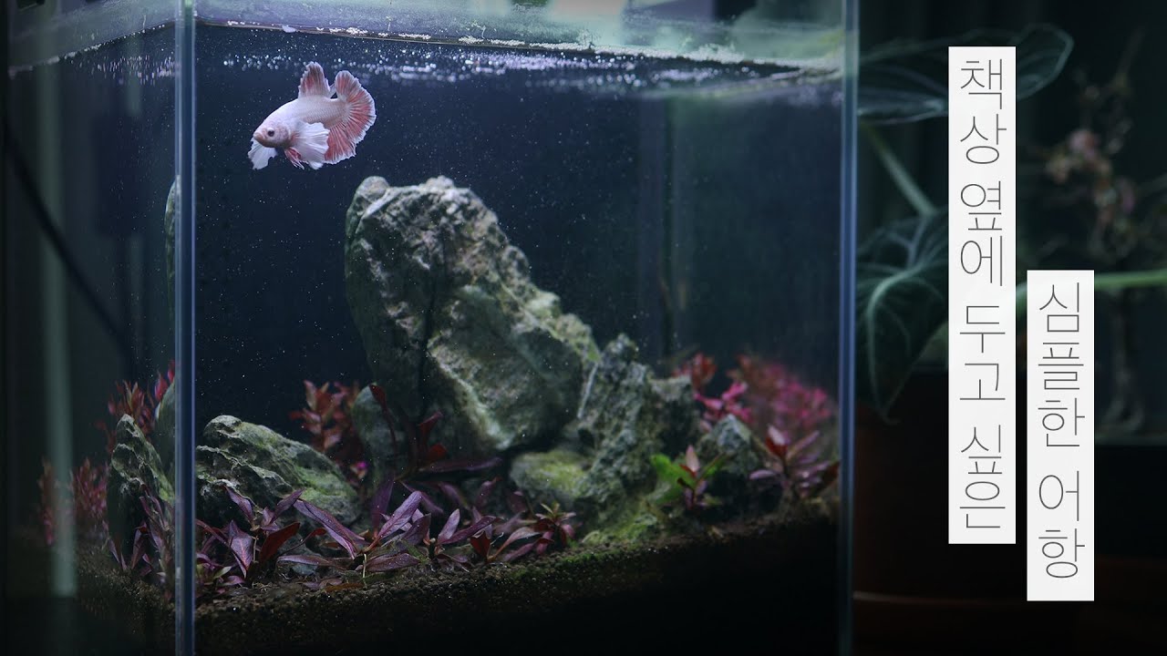 책상 옆에 두고 싶은 심플한 어항 | 배면여과기 | 베타 | 수초 | 물멍 | Minimalism Aquarium | Internal sump | MulMung