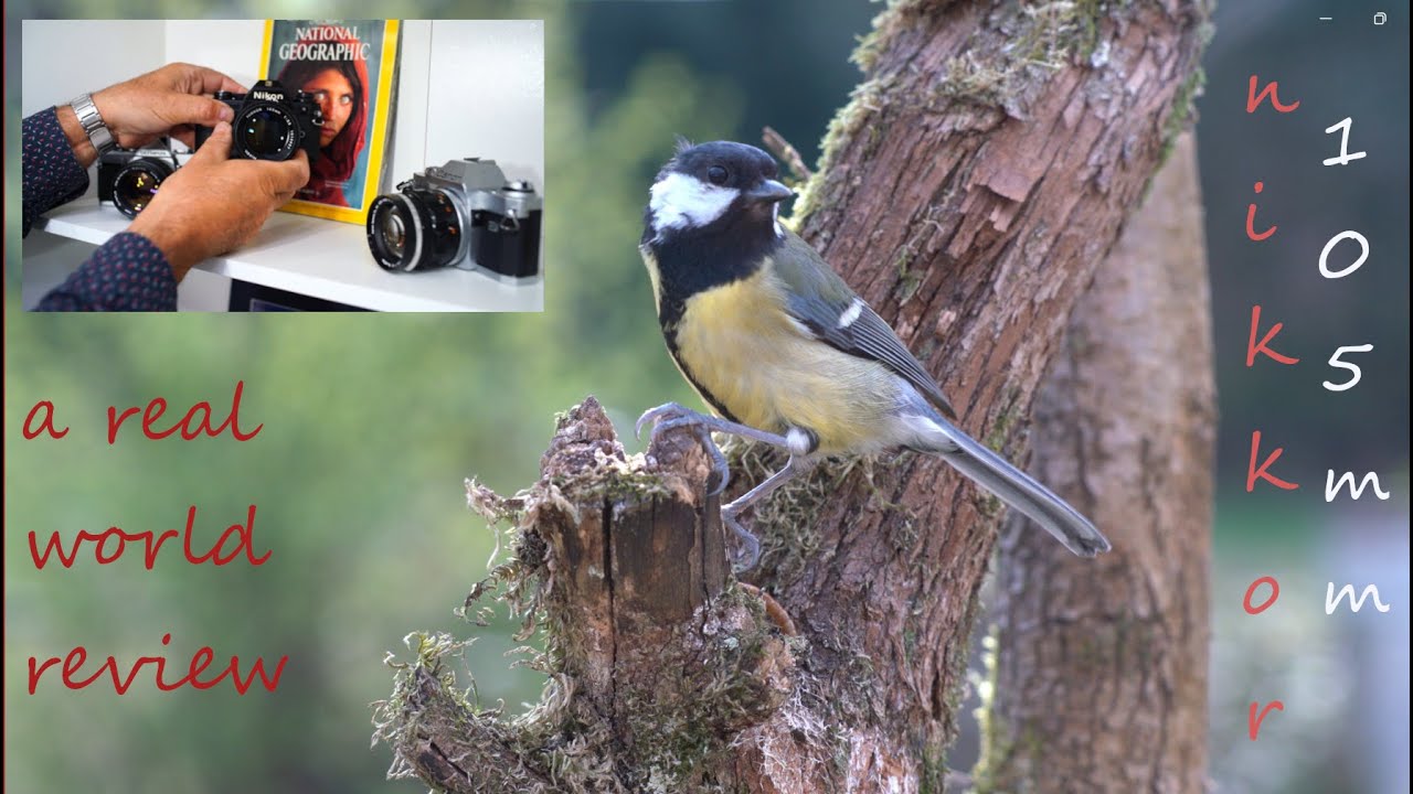 Nikkor 105 Ais, vintage lens, as good as its rep?