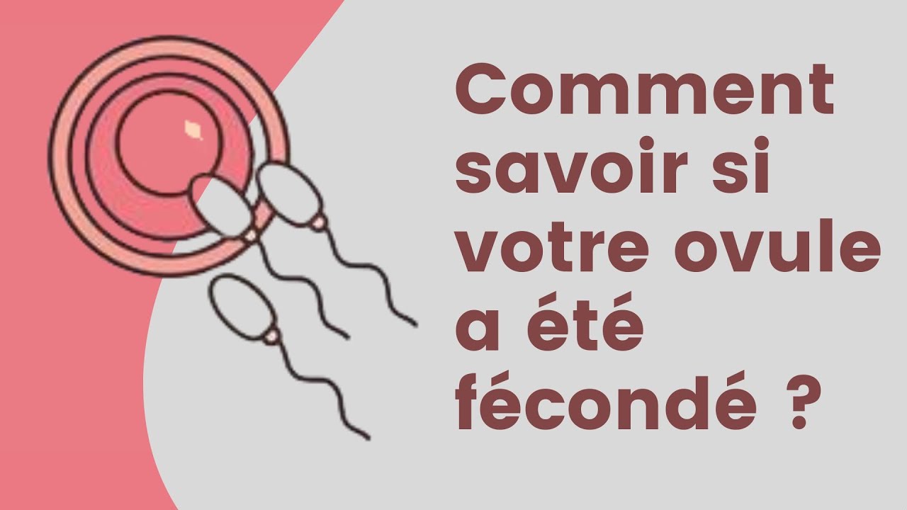 Comment savoir si l'ovule a &eacute;t&eacute; f&eacute;cond&eacute; : Les signes d'une f&eacute;condation r&eacute;ussie !