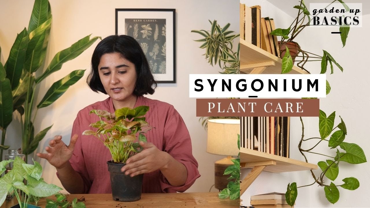 Syngonium Plant | How to Care | Ep 3 Garden Up Basics