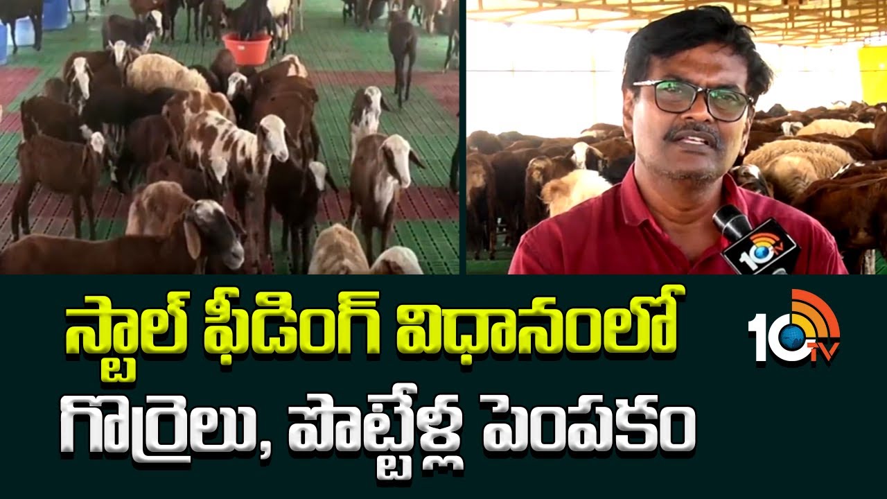 స్టాల్ ఫీడింగ్ విధానంలో గొర్రెలు, పొట్టేళ్ల పెంపకం | Stall Feeding System in Sheep Farming | 10TV