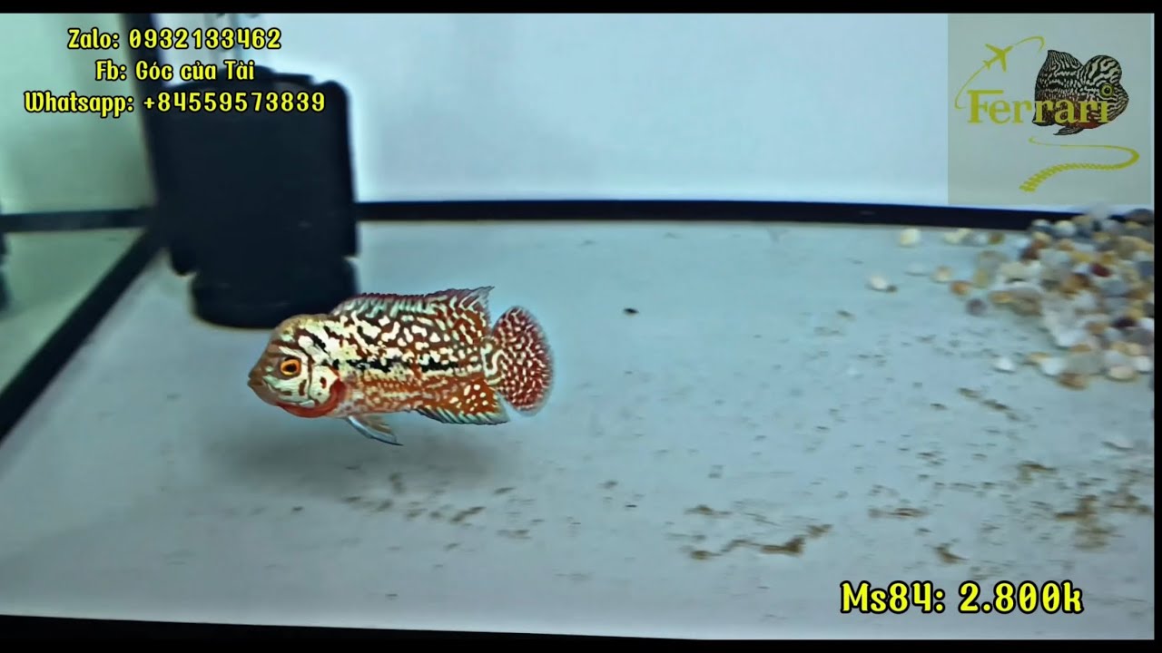 15/8 ngắm cá la hán siêu phẩm. #GoccuaTai #cálahán #Flowerhorn #VietNamfish