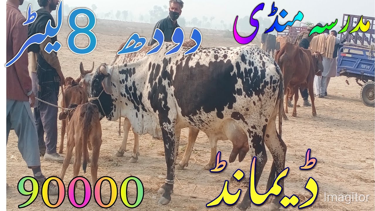 مدرسہ کی منڈی میں دودھ والی  گائیوں کے سستے ریٹ چیک کریں 03201831624