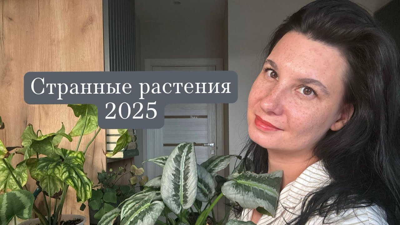 Странные растения под вопросиком: шизматоглотисы, апобалис, церцестис, монстера перу