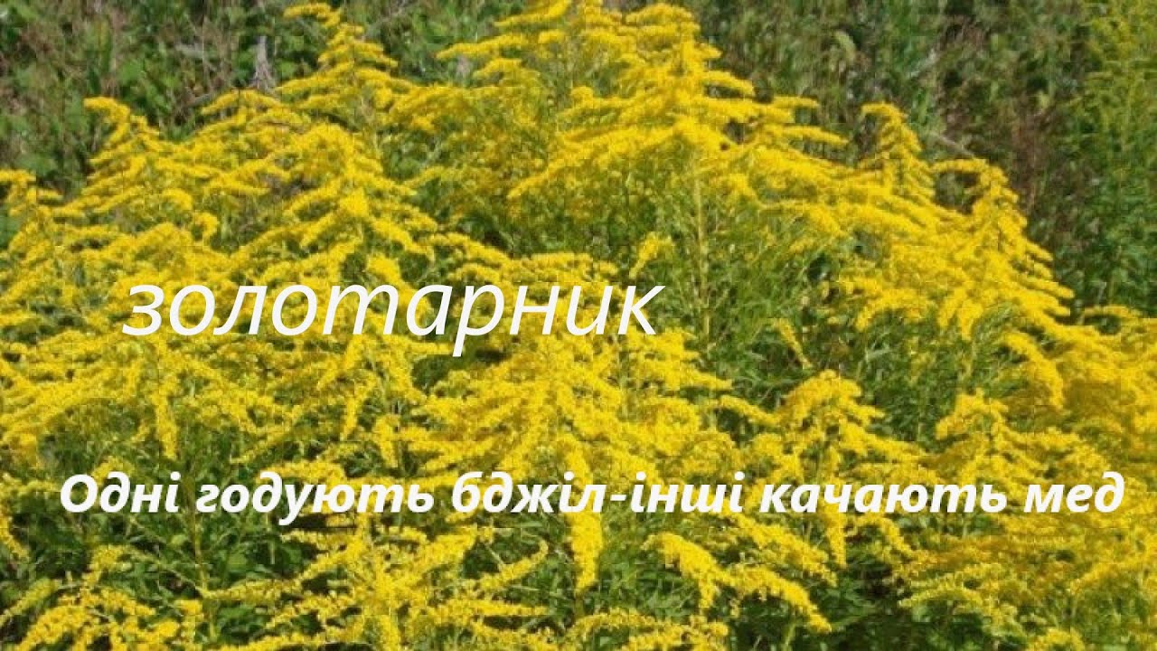 Одні годують бджіл-інші качають мед