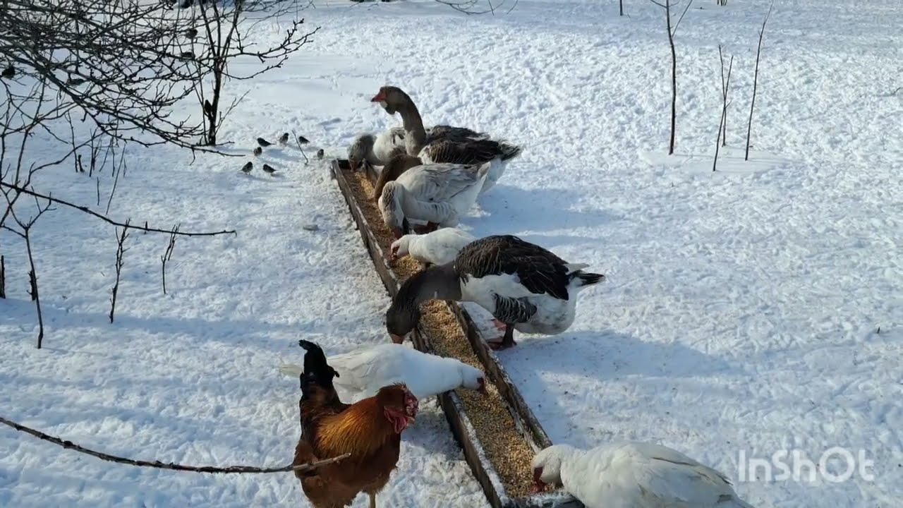 СІМЇ ГУСЕЙ! ГУСИ ВПАЛИ НА НОГИ! ЩО РОБИТИ? НАЙБІЛЬШІ ГУСАКИ. МОЄ БАГАТСТВО! ЛЮБОВ НА МОРОЗІ! СЕЛО ІЯ