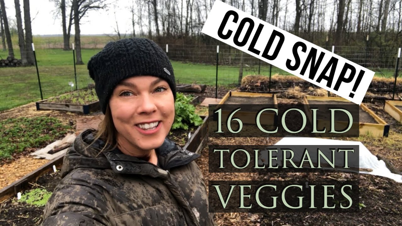 Grow a Cold Tolerant Vegetable Garden