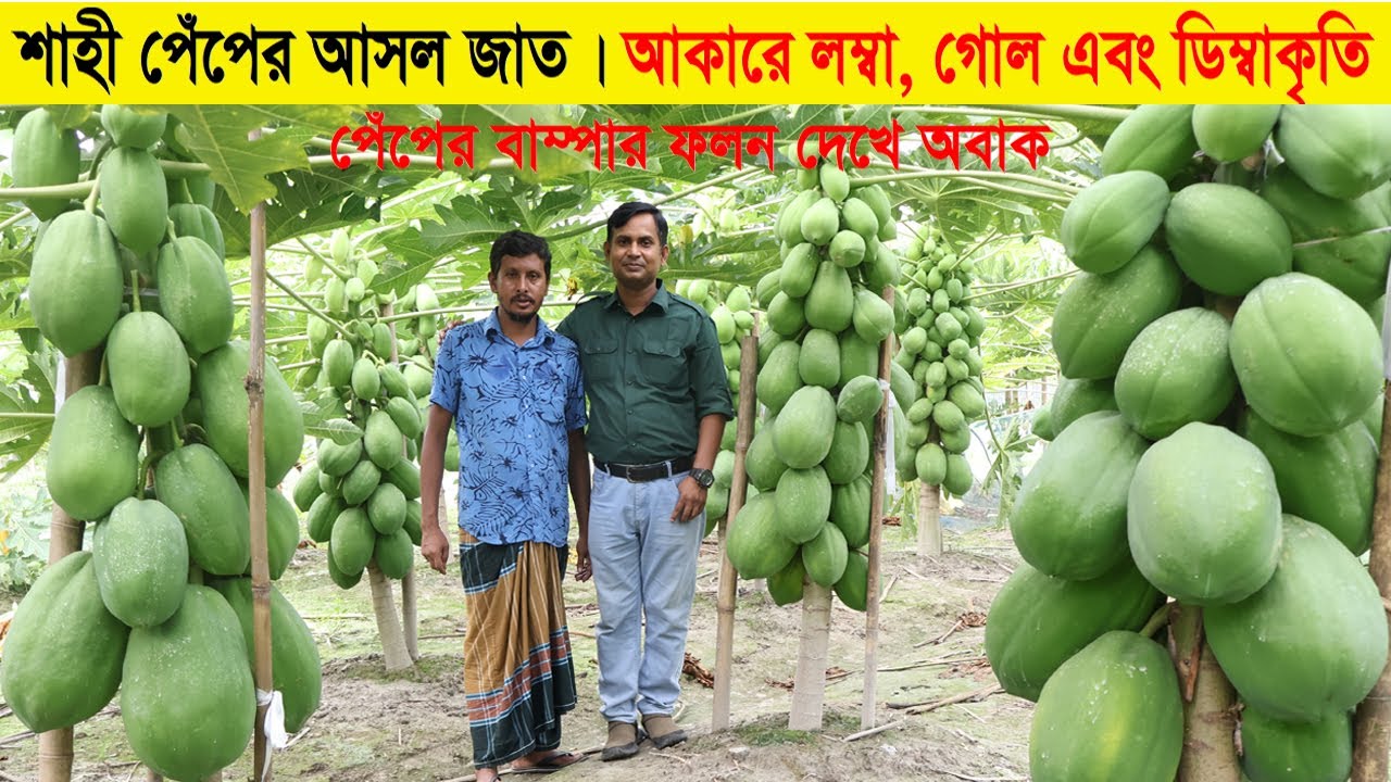 শাহী পেঁপের আসল জাত । আকারে লম্বা, গোল এবং ডিম্বাকৃতি । Shahi pepe । Papaya farming । Swadesh BD