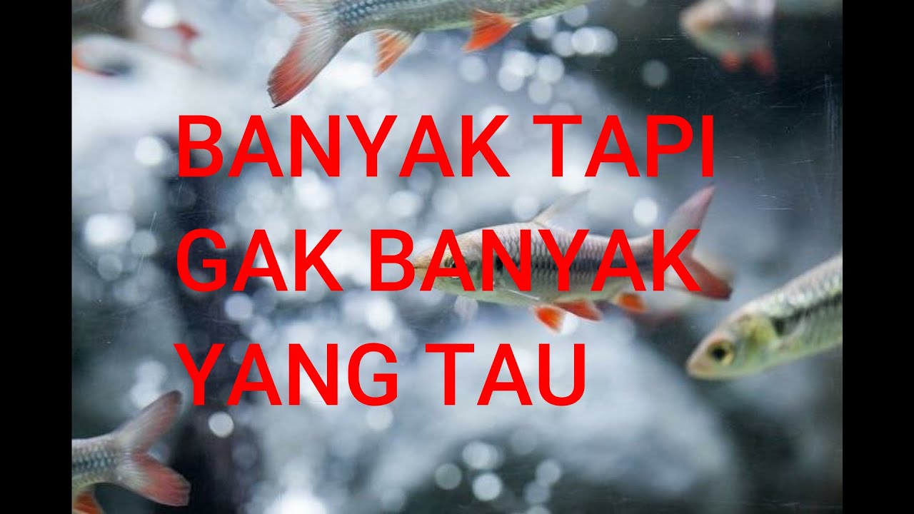 JENIS JENIS IKAN WADER