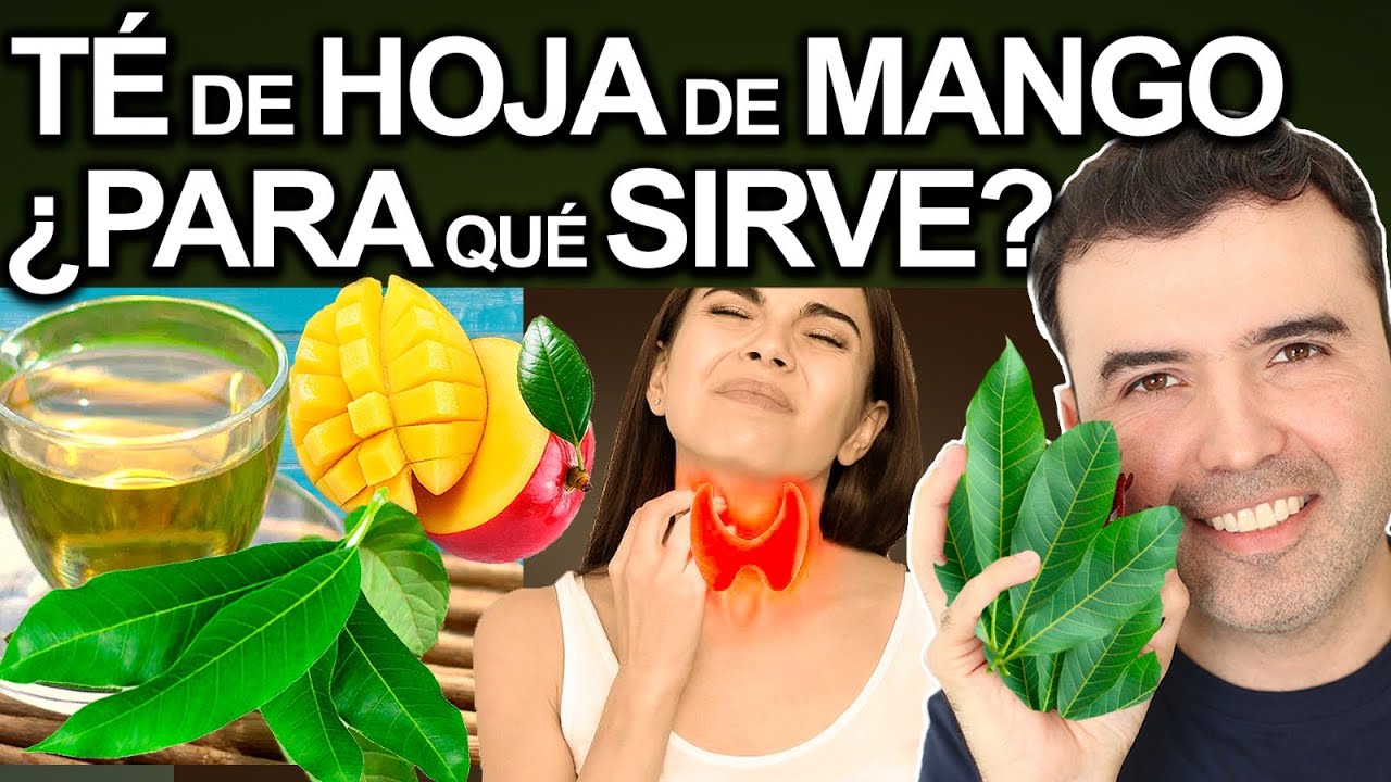 TE DE HOJA DE MANGO EN AYUNAS - Beneficios Y Contraindicaciones De La Hoja De Manga