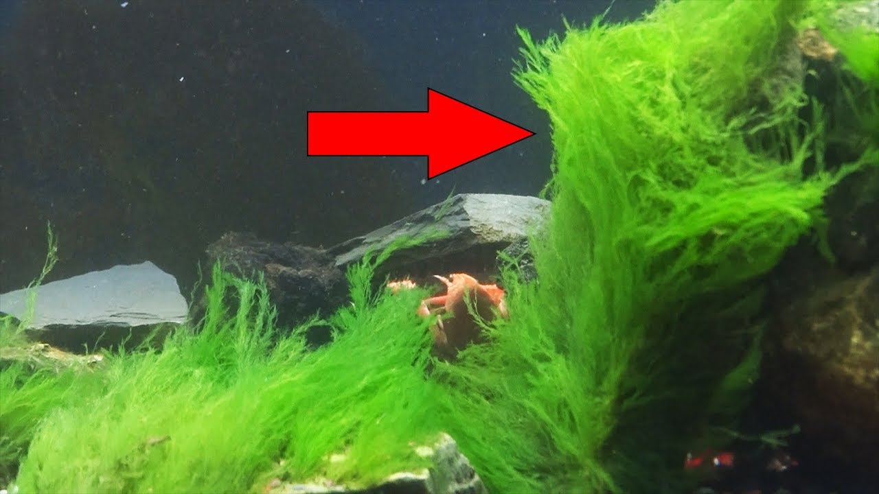 how to carpet moss and algae in seconds.