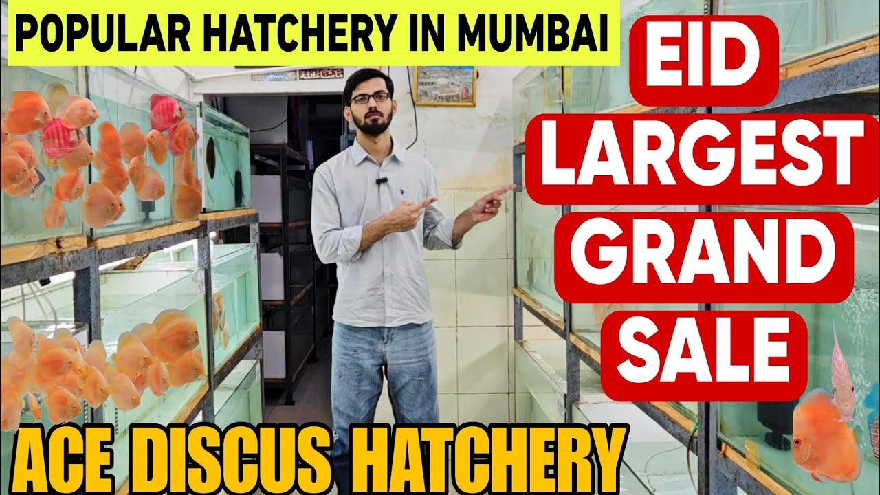 Exotic Discus Fish Stock | Eid Special Offer | Breeding Pairs Available | At Ace Discus Hatchery 