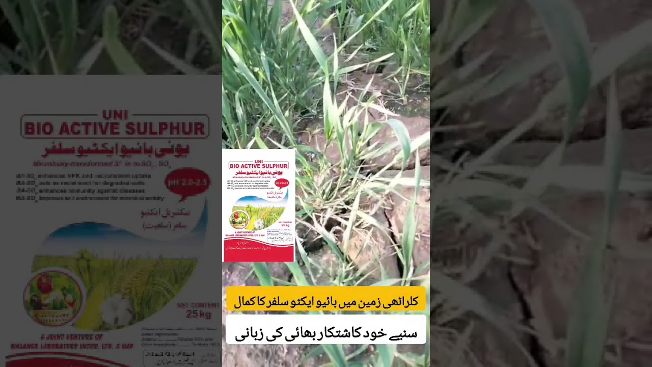 Magic of Uni- bioactive sulfur on wheat tillering and growth in salt-affected soil at Tiba SultanPur
