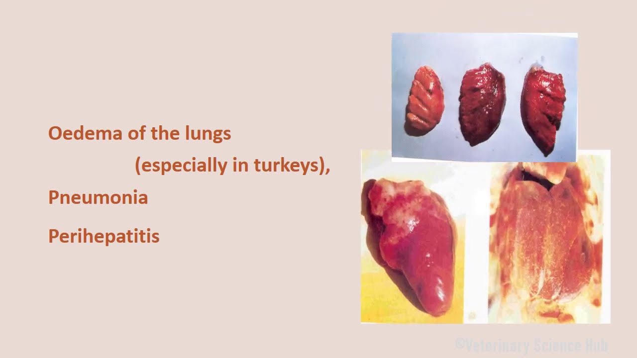 A commonly occurring avian disease Fowl cholera or Avian cholera or Avian pasteurellosis