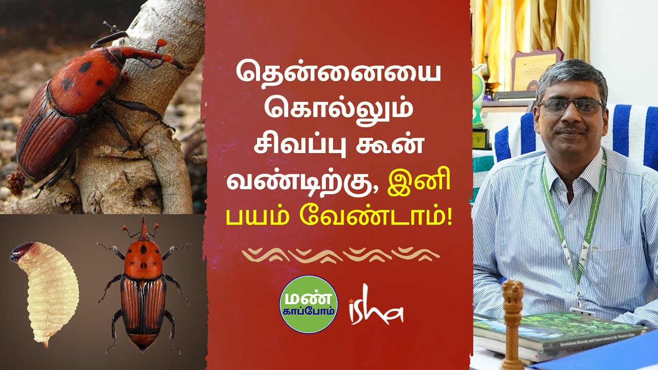 சிவப்பு கூன்வண்டு தாக்குதலுக்கான தீர்வுகள்