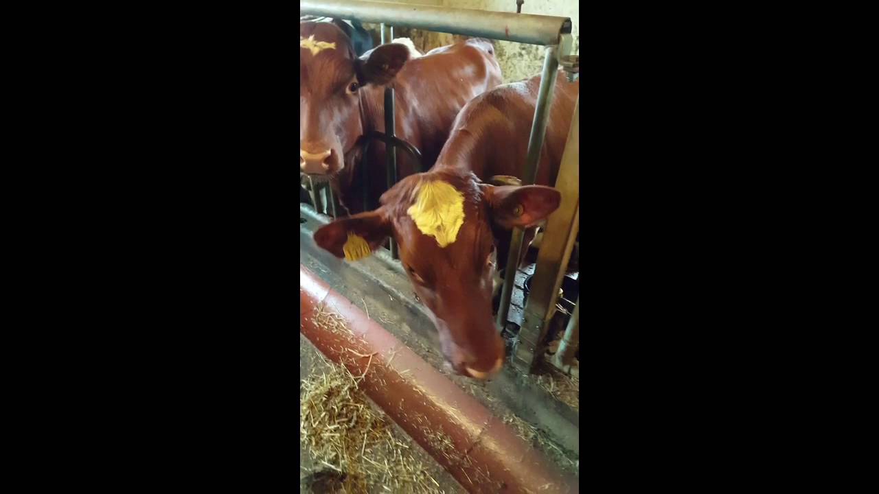 Tungegymnastikk