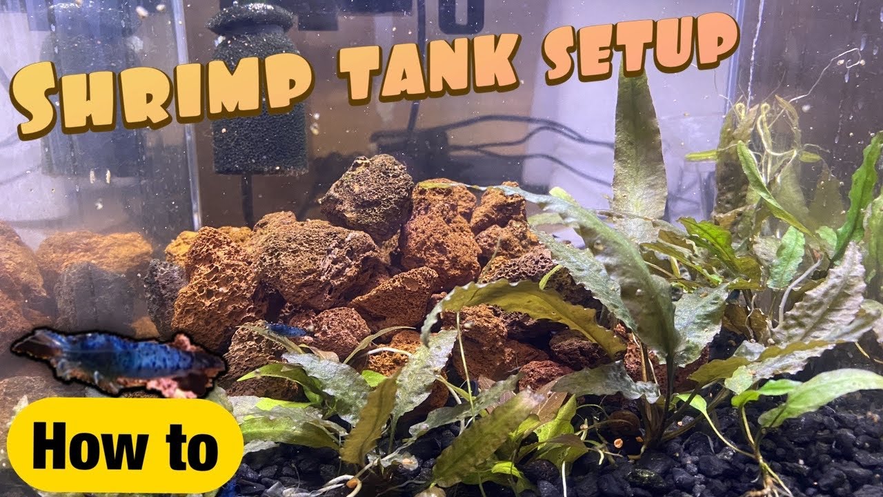 Setting up a nano freshwater shrimp tank