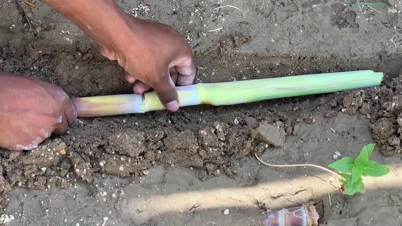 زراعة قصب السكر    cane sugar