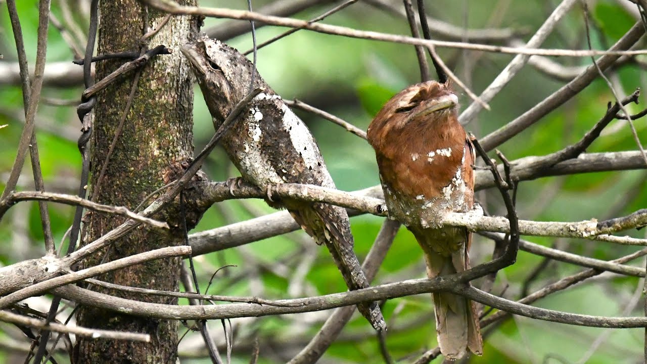 Birding at Amboli & Banda Forest - Birds of Western Ghats Ep 3 (#birds #amboli #banda #birdwatching