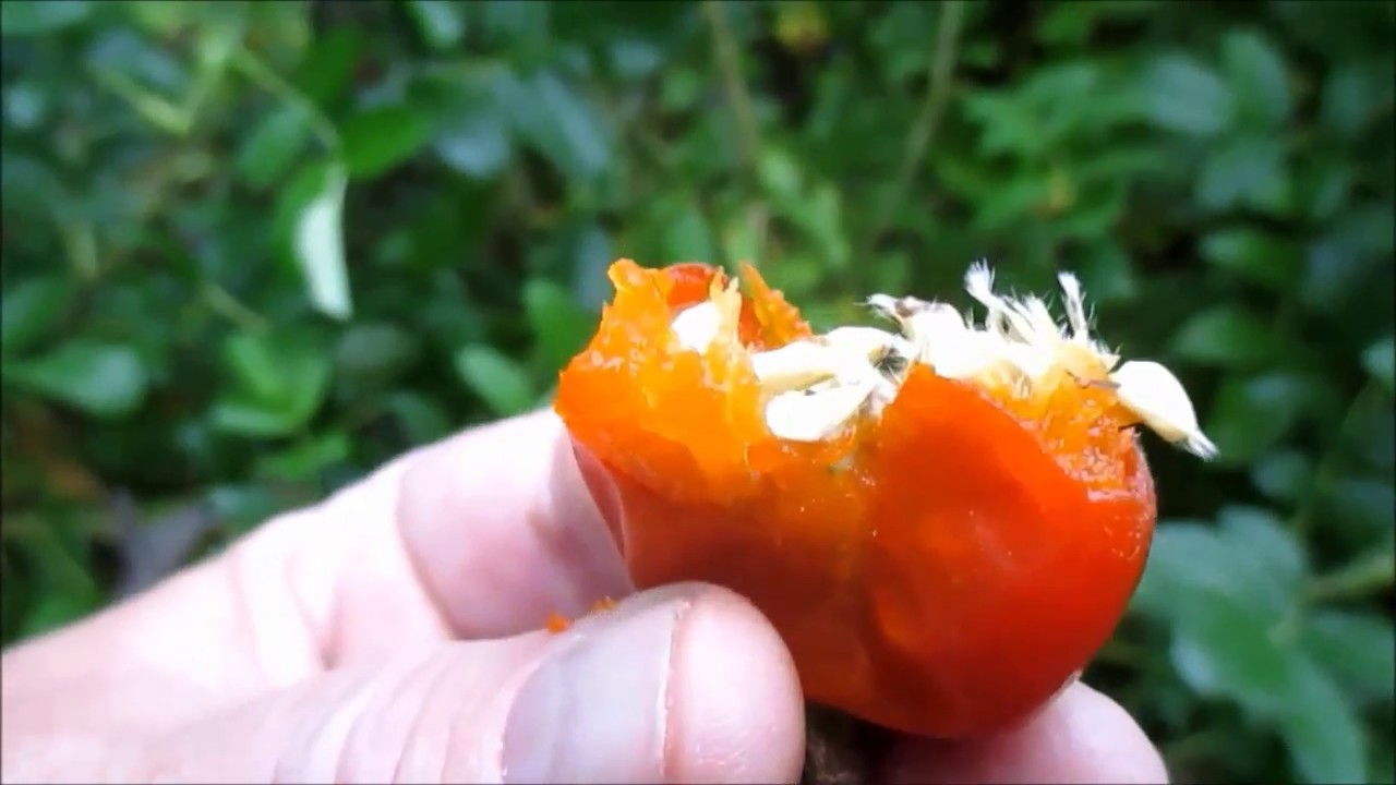 Rosiers sauvages, cynorrhodons comestibles